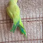 تم البيع دره هندي