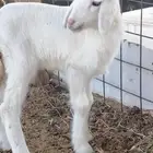 دوغري يرضع للبيع