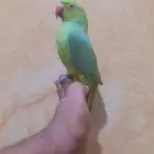 تم البيع الدره هندي