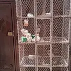 شبوك حمام