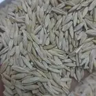 قمح معيه وقمح زراعي وشعير للبيع