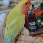 للبيع اجمل ببغاء الروز اليف جدأ