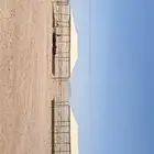 مضلات غنم
