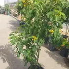 تنسيق حدائق