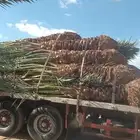 نخل القصيم
