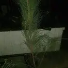 شتلات اثل امريكي ( كازورينا )