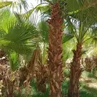 نخيل وشنطن زينه توريد وتركيب جميع انواع المقاسات