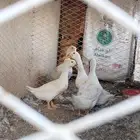 بط بكيني 3 اناثي وذكر الاناثي ماشاء الله كلهن بياضات