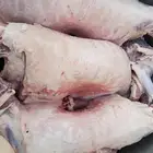 طباخ متنقل