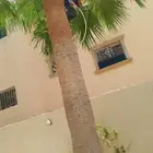 لجميع أعمال الواشنطن والنخيل