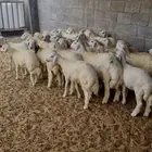 طليان حريات
