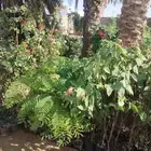 شجر مشتل