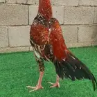تم البيع تم البيع ديك باكستاني فوليا