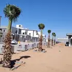 يوجد لدينا جميع انواع النخيل المثمر وازينه للبيع