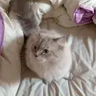 تبني قط شيرازي جوزين