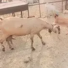 عنز هندية جرم عالي( تم البيع )