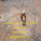 قراقير عرض تشميس دجاج الزينه والمحاربه