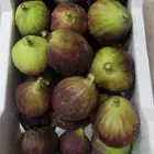 شتلات تين ( العبيد ) براون التركي