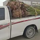 نخل فصائل للبيع