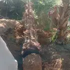 نخل وشنطونيا لزينت القصور والفلل والاستراحات والبيوت