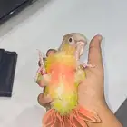 فرخ كنيور هدد خارجي ( تم البيع )