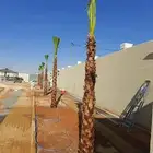 نخيل عربي نخيل واشنطني زينه جميع انواع النخيل العربي والزينه