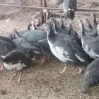 دجاج حبش امهاتهم حرمه يطلع كبير العمر 3شهور