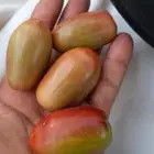 نشتري الخظري والدخيني
