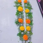 فل ورد طبيعي