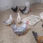 السلام عليكم للبيع دجاج مشكل