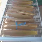 القاح انخل متوفر اليوم معنا جديد من حاب توصل معنا علا الجوال
