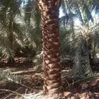 تكريب تنظيف وترتيب نخل بجميع انواعه عربي وشنطني