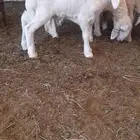 للبيع طلي دغور