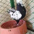 ذكر نمش للبيع او بدل بانثى