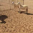 غنم حريات رخال دفيع