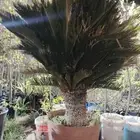 يوجد لدينا زيتون بجميع انواعه وحمضيات يوسف افندي برتقال ليمو
