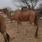 ناقه ساحليه لقحه العرضيات