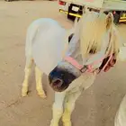 سيسي للاطفال إيجار