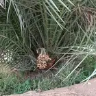 نوفر جميع انواع النخيل المثمره
