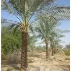 توريد جميع انواع النخيل (نخل