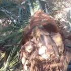 عجوه روثانه برني العيس صفاوي برني العلا