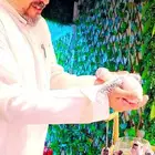 فروخ كاسكو إنتاج محلي 2750ريال تم البيع