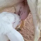 تم البيع رغوث حريه حرش سدس معها رخل عمرها شهر