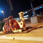 ايجار جمال رحول وخيول