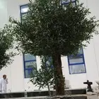 زيتون