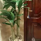شجرة كبيره مترين