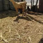 السلام عليكم ورحمة الله وبركاته