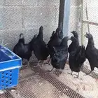 دجاج لامبورغينى اسود دم صافى
