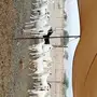 بيشيات صنف مع المراح كامل 