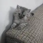 قطط شيرازي للبيع